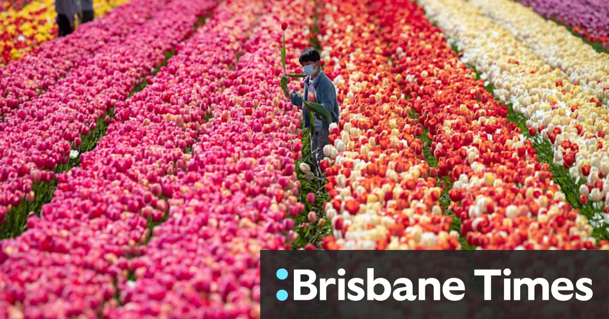 When is the best time to buy tulip bulbs in Australia? - Vimarsana News