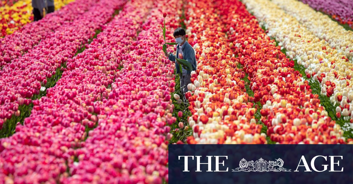 When is the best time to buy tulip bulbs in Australia? - Vimarsana News