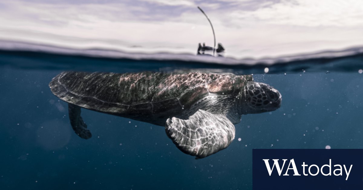 Turtle tracking reveals Sydney’s underwater secrets