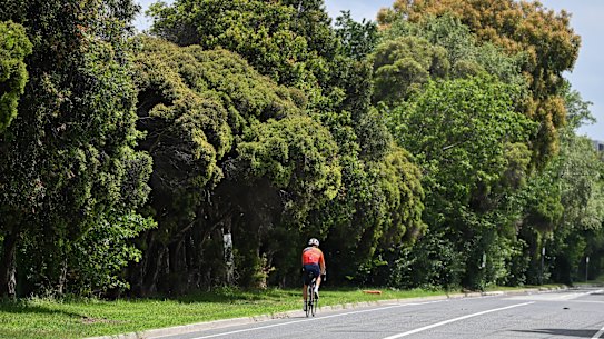 Queens Avenue as it looks today. The trees in the background would all be removed for the three-metre wide concrete pedestrian-bike path with two saplings replanted for every tree removed, according to the Level Crossing Removal Authority.