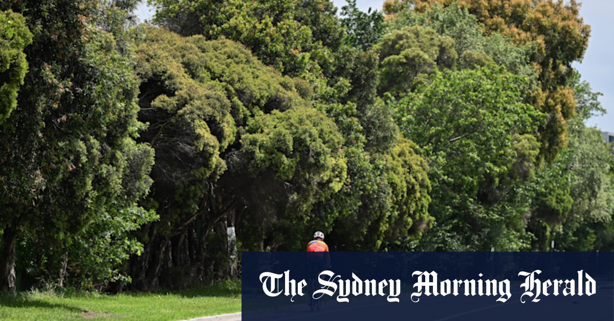 Melbourne councils: Glen Eira backflips on Victorian government plan to raze hundreds of trees for Caulfield bike path - Vimarsana News
