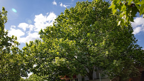 The same tree pictured in November before its leaves began to turn brown.