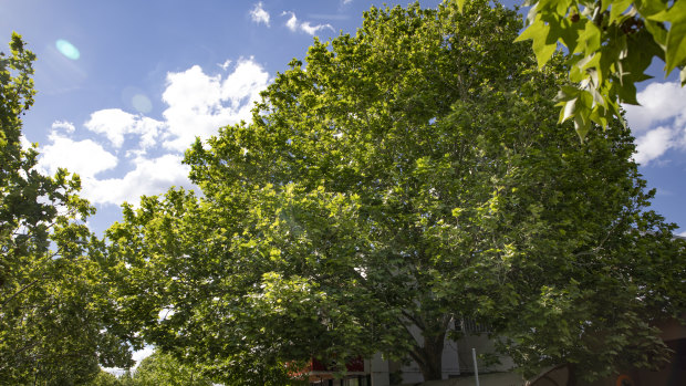 The same tree pictured in November before its leaves began to turn brown.