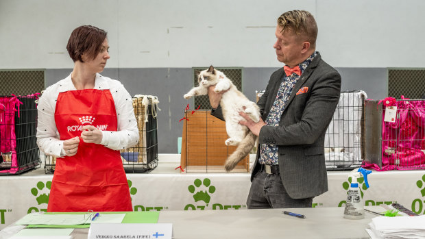 Judge Veikko Saarela, at right, examines a Ragdoll at the Australian Cat Federation’s national show.