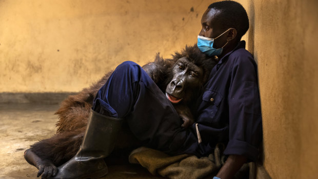 Ndakasi, lies in the arms of her caregiver, Andre Bauma, before her death.
