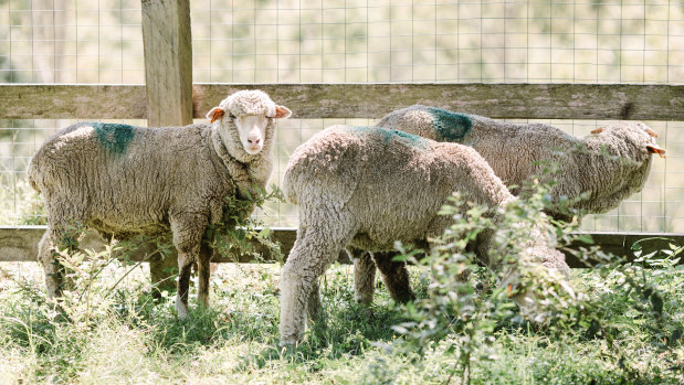 The three sheep surrendered during the Carey Bros Abattoir protest are at the Farm Animal Rescue sanctuary.