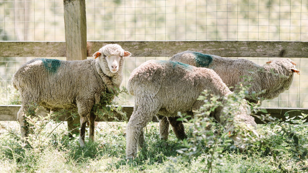 The three sheep surrendered during the Carey Bros. Abattoir protest are at the Farm Animal Rescue sanctuary.
