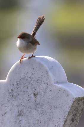 A fairy wren settles on the top of a headstone at Waverley Cemetery. 
