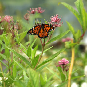 The monarch butterfly is attracted to the scent of milkweed plants.