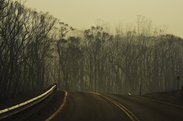 Burnt trees in the Jerrawangala National Park destroyed in the Currowan Fire, one of the biggest in NSW's history.