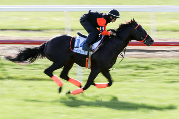 Kluger gallops at an earlier trackwork session at Werribee.