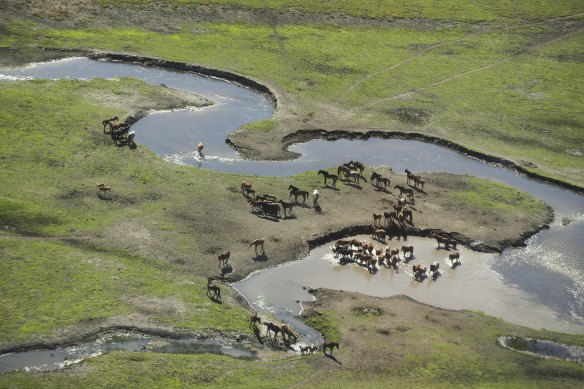 The number of feral horses in the Kosciuszko National Park has increased 30 per cent in two years.