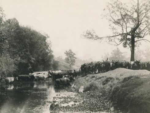 A mob of cattle on the move.