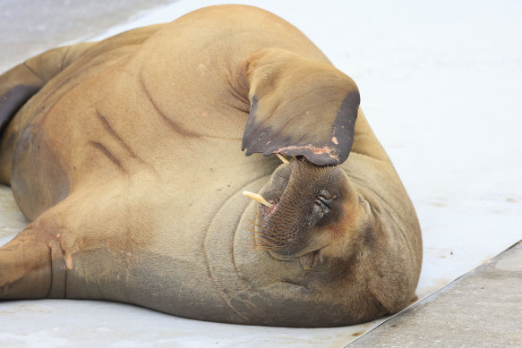 Freya the walrus at the waterfront in Oslo on Monday July 18. Norway authorities said on August 14 they had euthanised Freya due to the risk to humans.