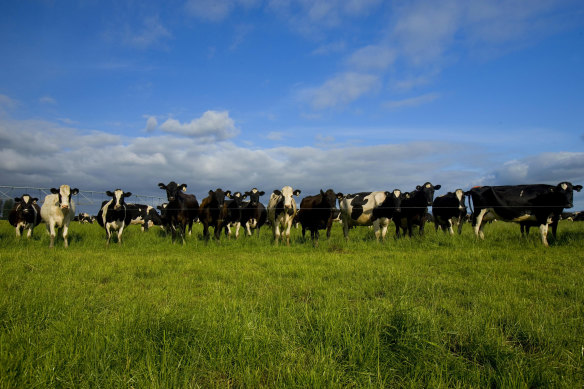 Trials of new technology to stop cows’ burps contributing to global warming are under way. 
