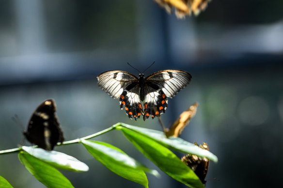 When Melbourne Zoo fell quiet during pandemic lockdowns, butterflies immediately occupied all the walking paths in the butterfly enclosure.