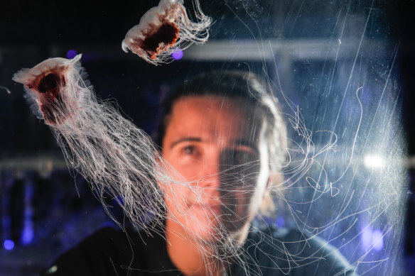 Jarvis Aland, jellyfish keeper at Sea Life Melbourne Aquarium.