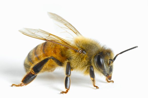 A European honey bee.