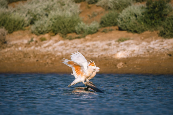 Among a handful of new animals added to the national threatened species list is the Major Mitchell’s pink cockatoo.