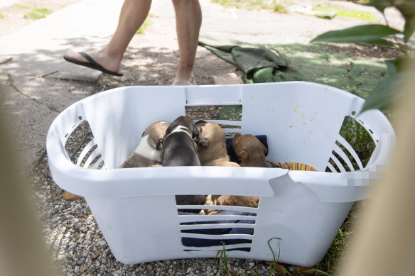 A basket of puppies voluntarily relinquished to the RSPCA.