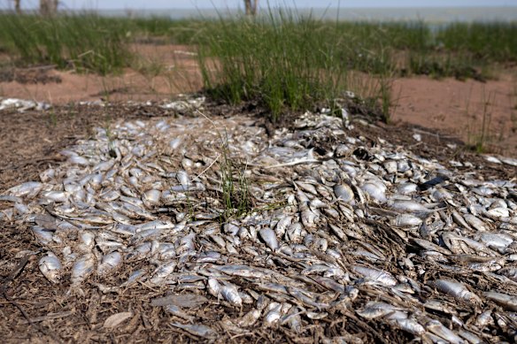 “The river and lakes have been sick for a long time, and we’ve been seeing the effects,” said Luke Driscoll, chief executive of Barkandji Native Title Group Aboriginal Corporation.