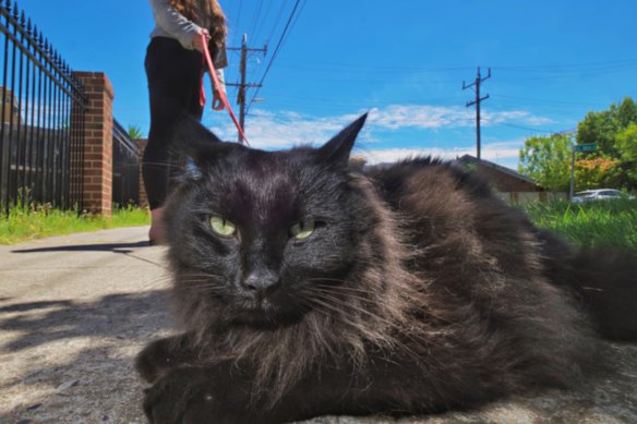 Nox the cat doesn’t like being rushed when he’s out walking with his owner, reporter Sherryn Groch.  