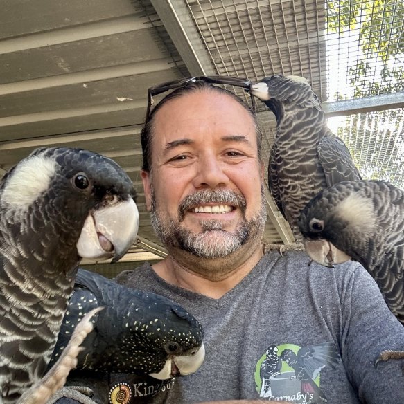Dean Arthurell’s not-for-profit Carnaby’s Crusaders has a long history of rehabilitating the birds, producing and installing artificial nesting hollows on private properties, but was formalised in 2021, and has fledged about 200 birds in the past four years.