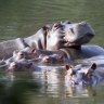 The research has uncovered some of the meaning behind hippo calls.  