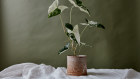 Variegated Syngonium from Leaf Supply. 