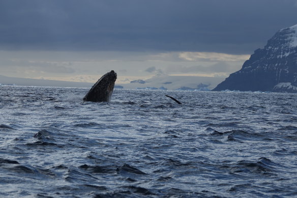 A breaching humpback whale.