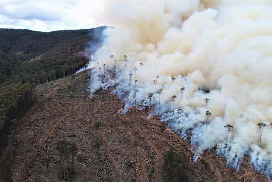 Post logging fires at Big Pats Creek, near Healesville.