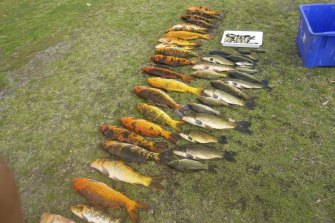 Koi and carp pulled from Perth wetlands.