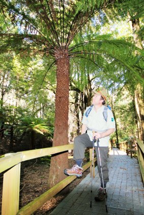 Exploring the giant tree ferns of Penance Grove.