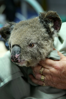 Publicity videos of koalas being swaddled don't solve Australia's climate emergency.