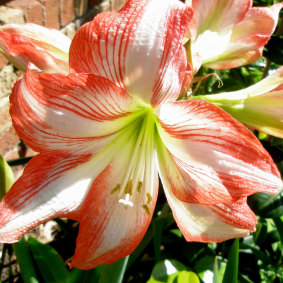 Detail of hippeastrum.