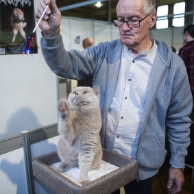 Purr-fect: All Breeds judge Ern Fuller with his British Shorthair at the Cat Lovers Show at the Royal Exhibition Buildings in Carlton. 