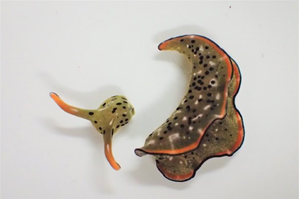 An Elysia cf marginata sea slug after autotomy. 