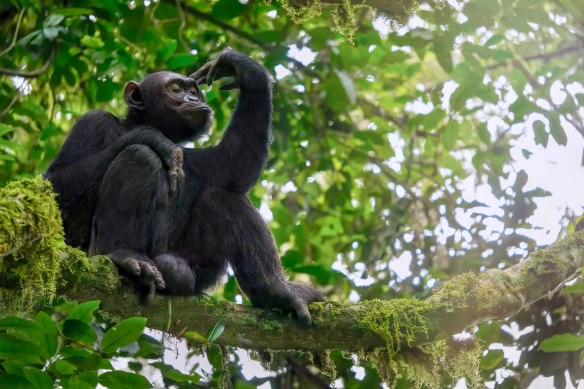 Watching chimps in the wild can offer a window into our selves.