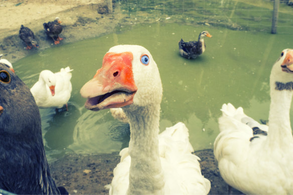 Sixty-one per cent of Americans thought they could win against a goose, should its temper flare. But a Briton’s best bet, statistically, was to run.