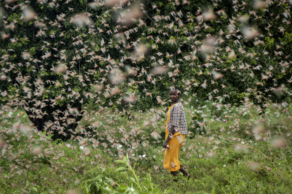 A farmer looks back as she walks through swarms of desert locusts feeding on her crops, in Katitika village,  Kenya.