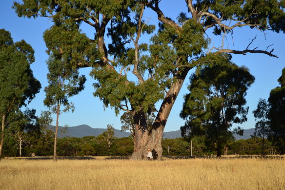 A tree said to be an Indigenous 'birthing tree' on the Western Highway near Ararat. 