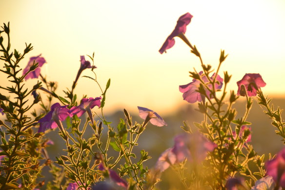 The glow of the purple petunia at dusk.