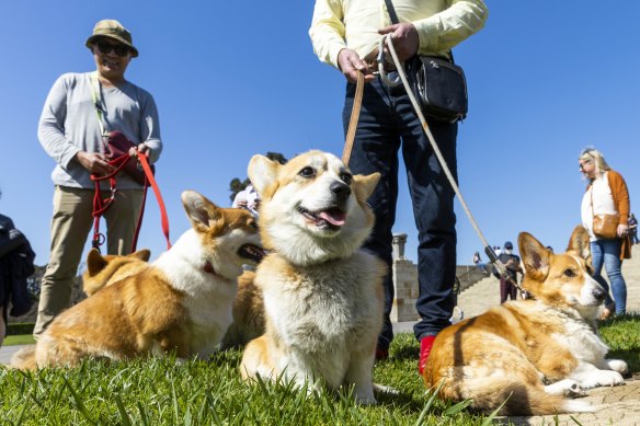 Around 30 corgis and their owners attended the meetup. 