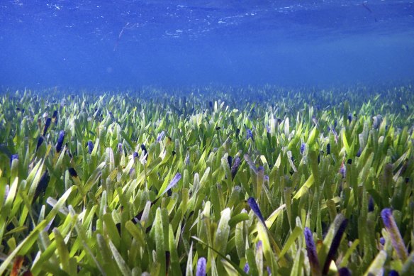 Poseidon’s ribbon weed is just one of the 12 species found in the 7400-square-kilometre marine park at Shark Bay.