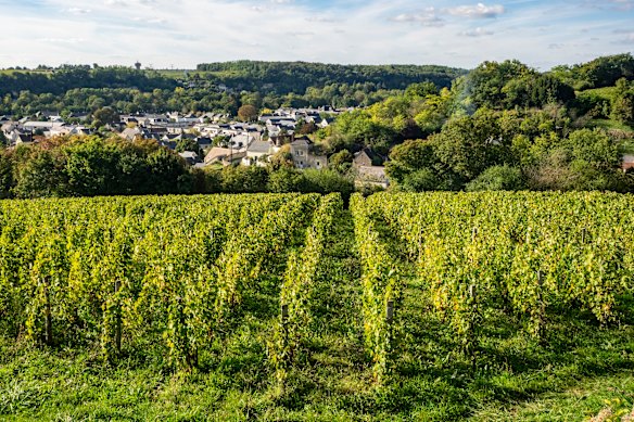 Um vinhedo na vinícola Domaine Vincent Careme, no Vale do Loire.