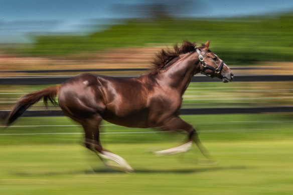 Yulong Stud near Nagambie 