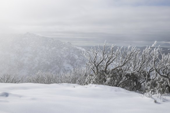 The Snowy Mountains ecosystem is fragile.