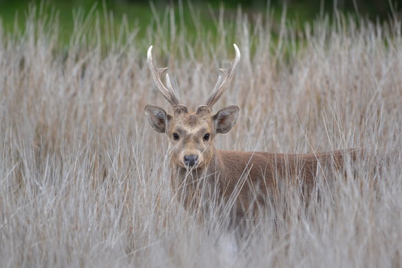 A hog deer pictured at Tidal River.