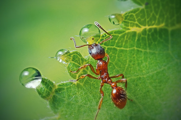 Ants can be quite annoying when you’re trying to enjoy your garden, but you don’t have to kill them. Image digitally enhanced.