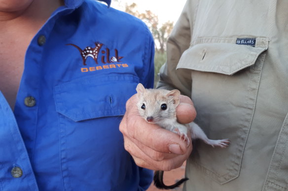 A helping hand is needed to give the mulgara, a small, carnivorous marsupial related to the Tasmanian devil and the thylacine, a fighting chance in the wilds of western NSW.